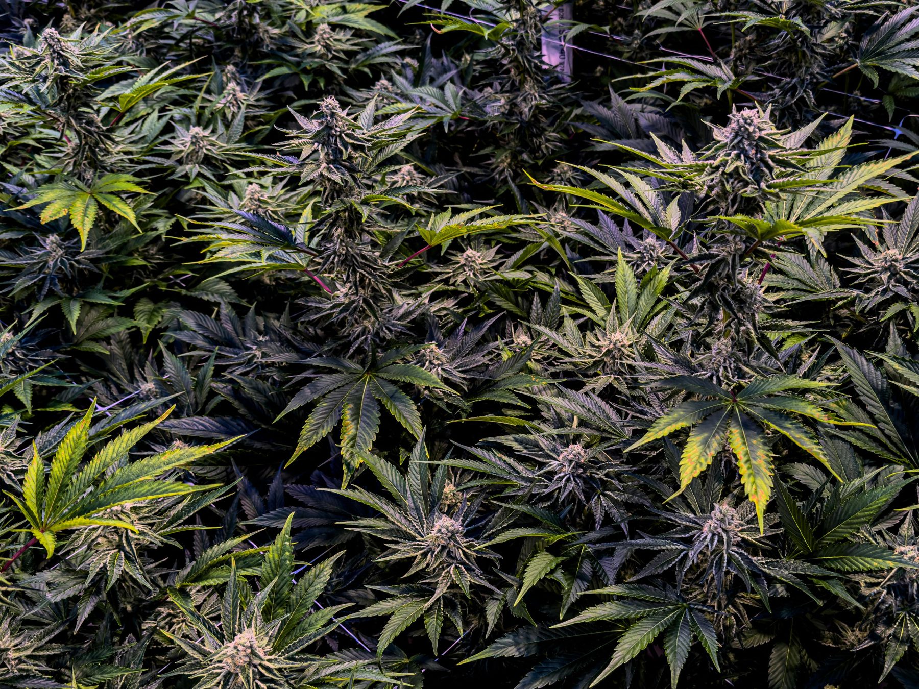Cannabis canopy