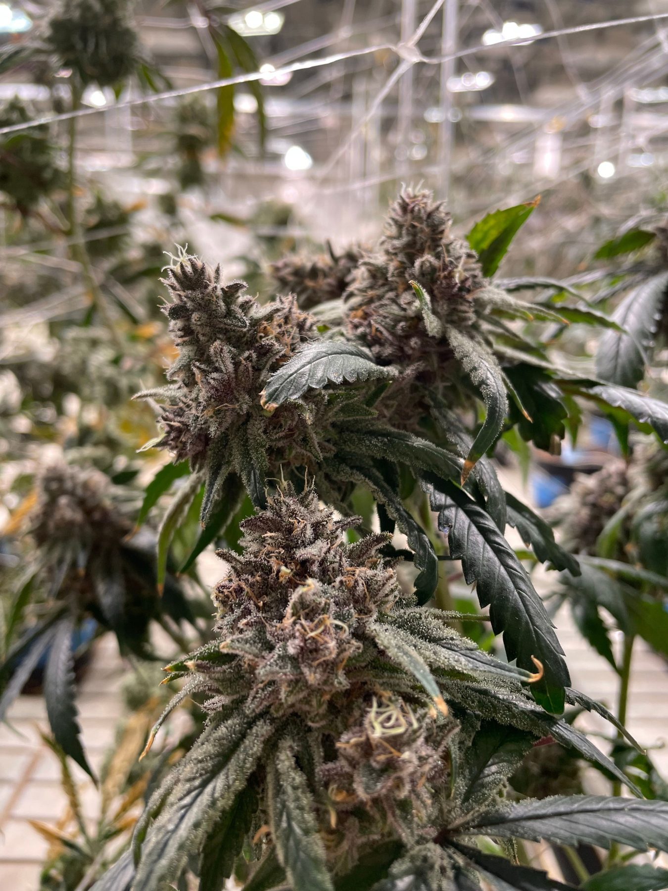 Cannabis flower close up