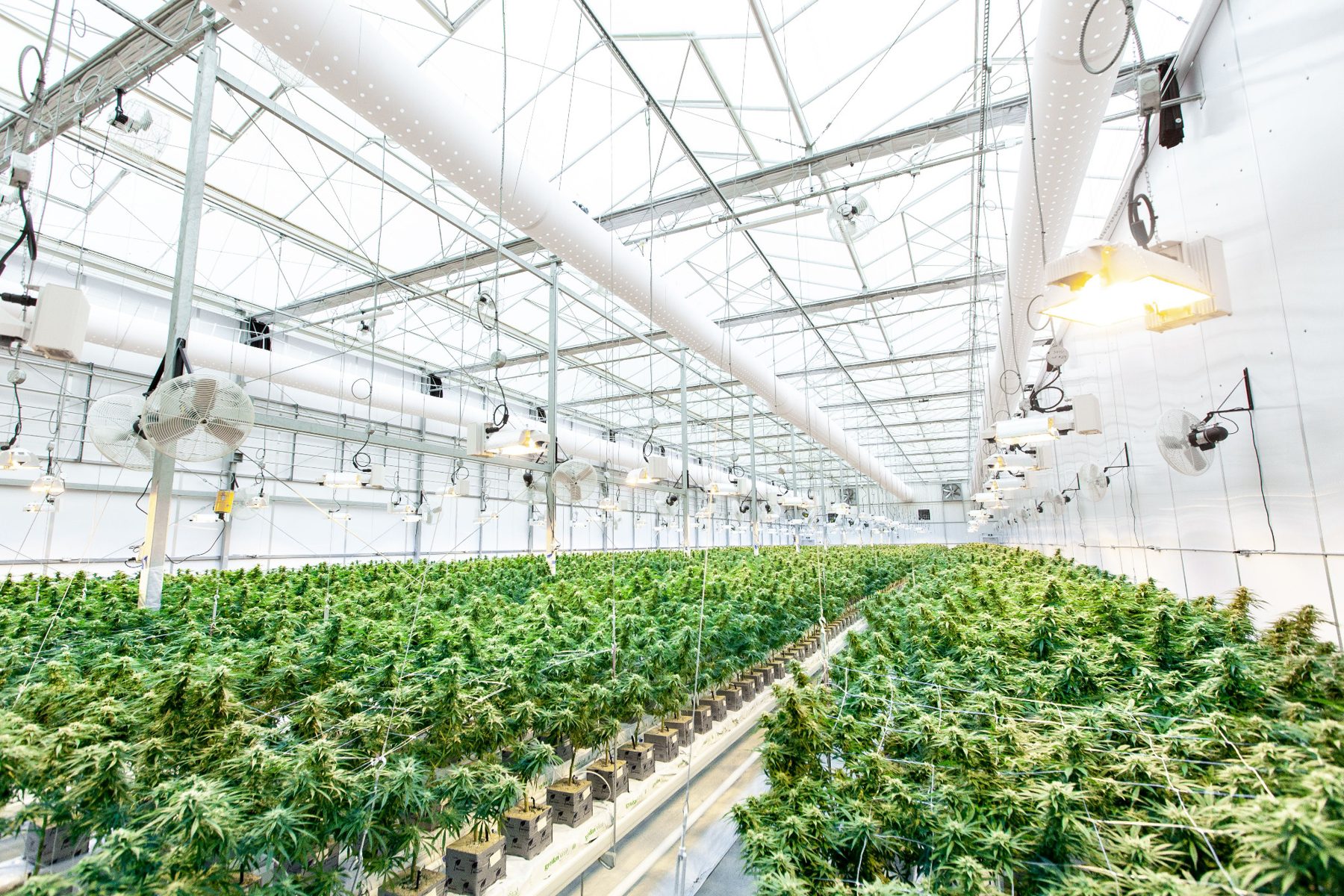 Bright cannabis greenhouse