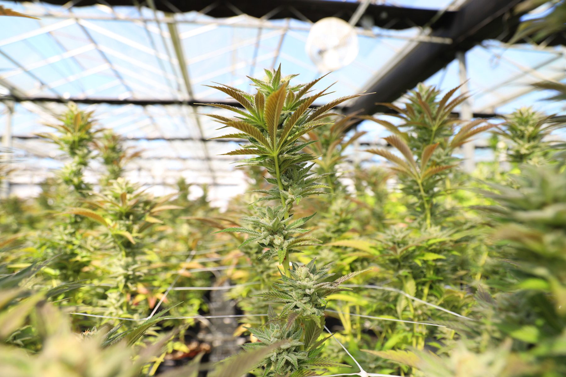 Greenhouse cannabis close up