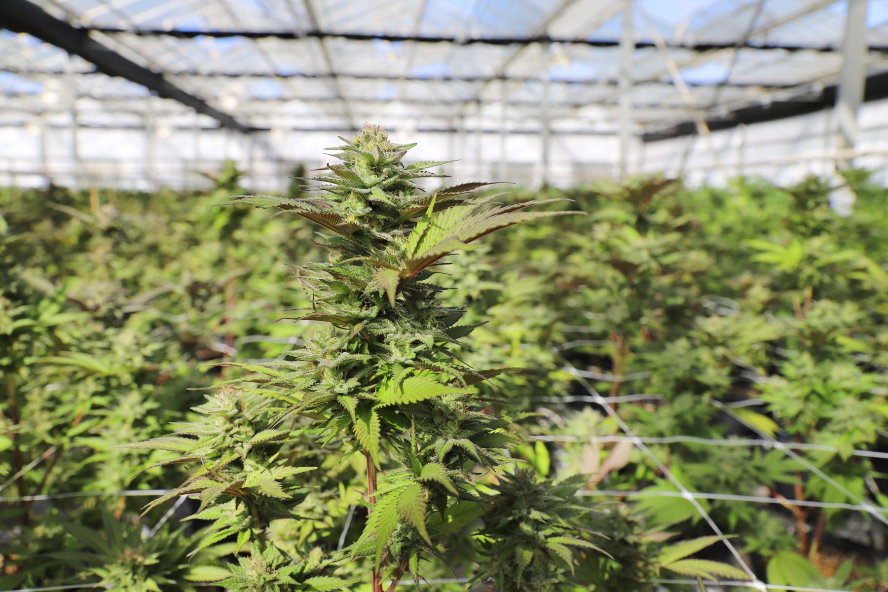 Cannabis flower in greenhouse