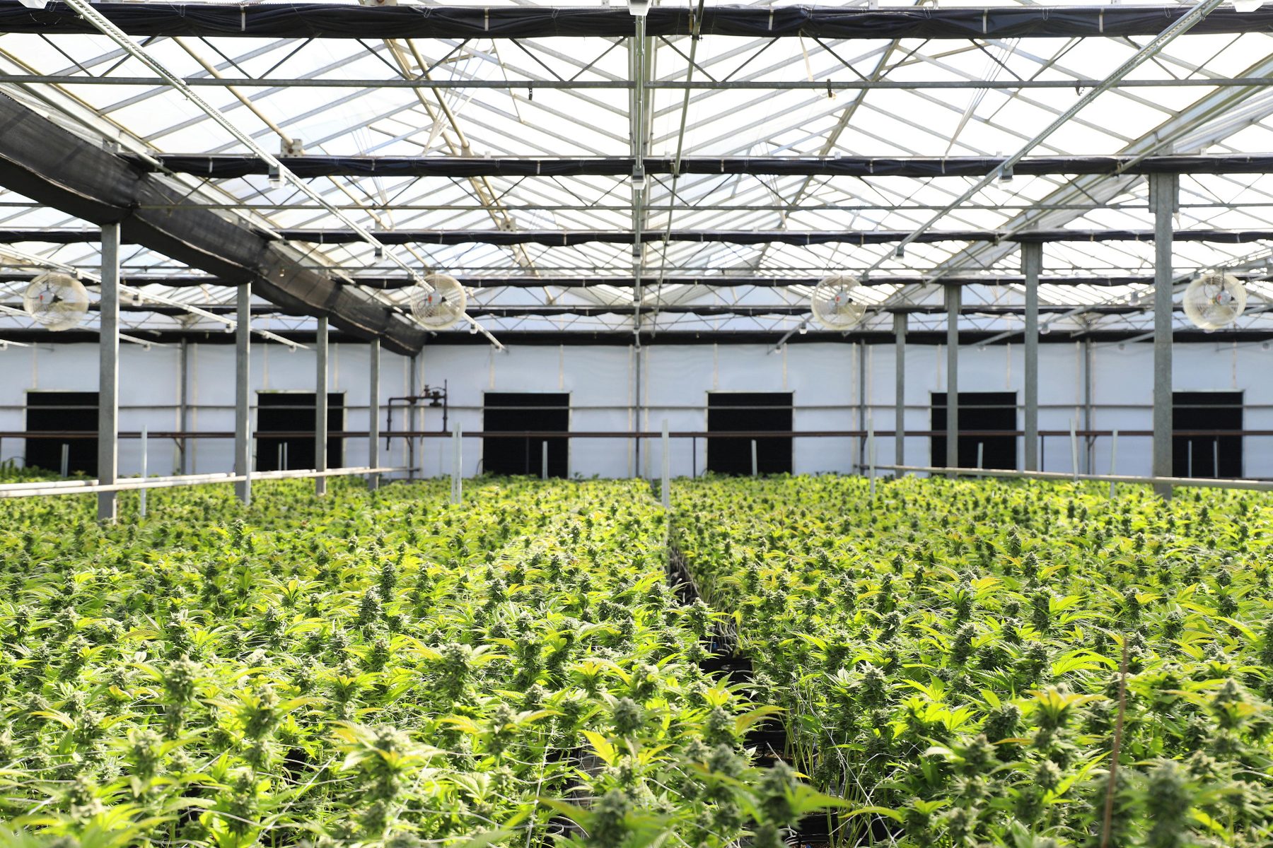 Large cannabis greenhouse