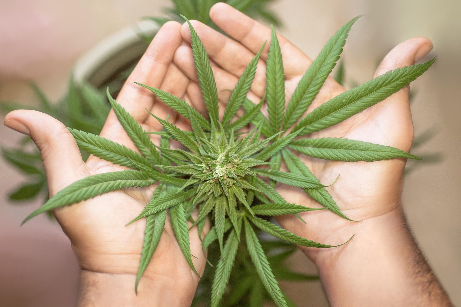 Cannabis plant held in hands