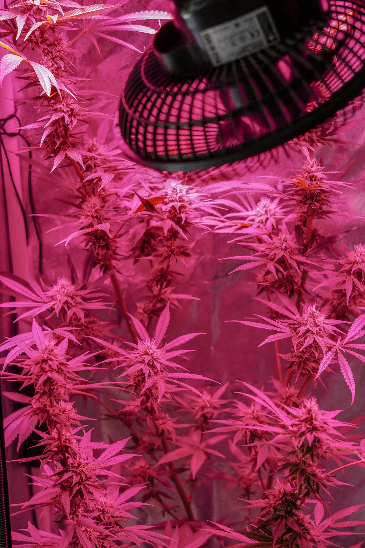 Cannabis grow room under pink lighting