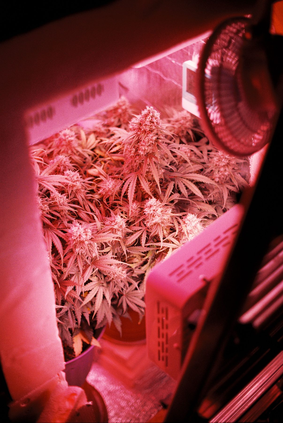 Red cannabis grow box