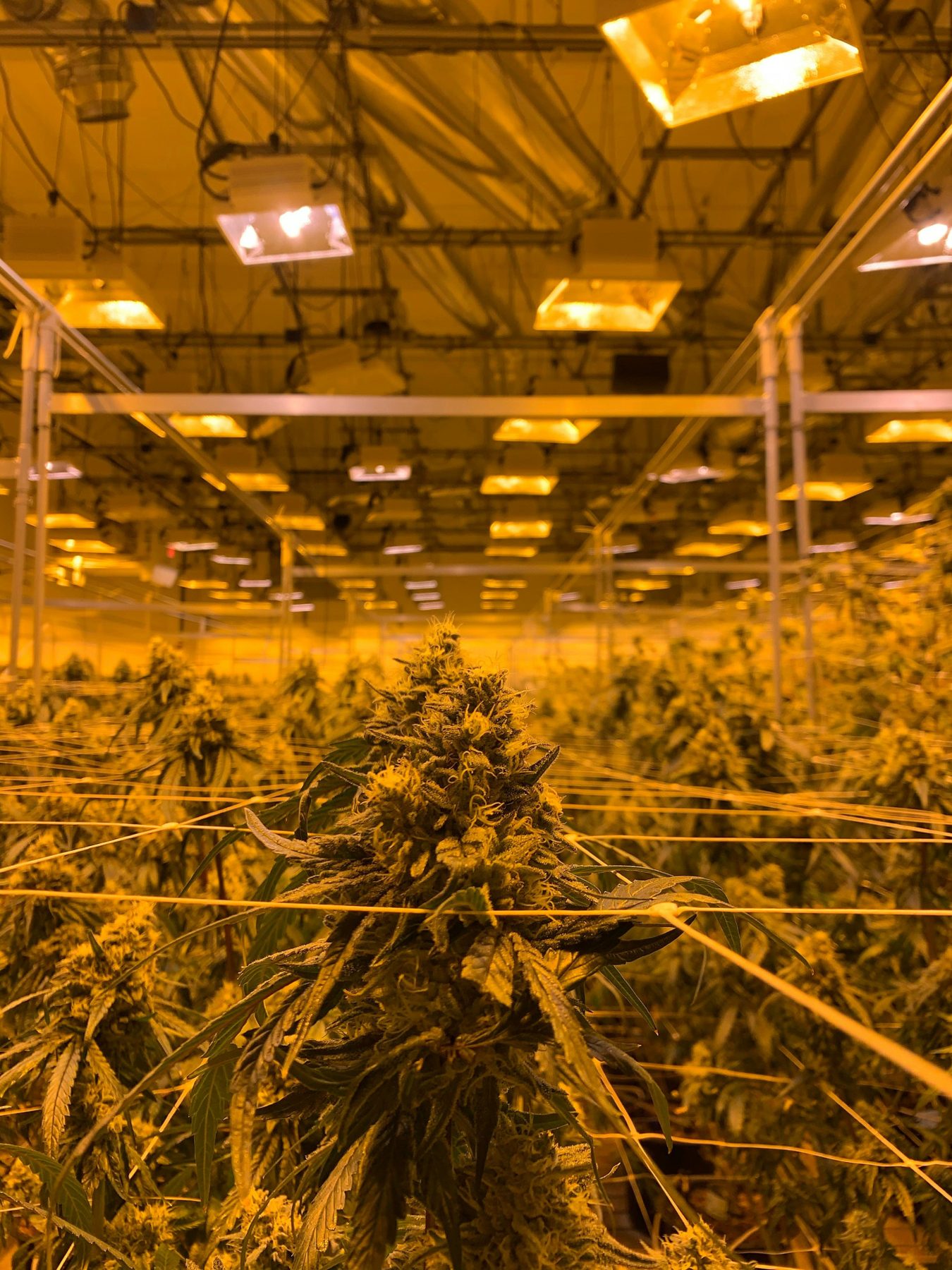 Large indoor cannabis facility